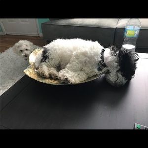 Meet your Posher, Anjalique